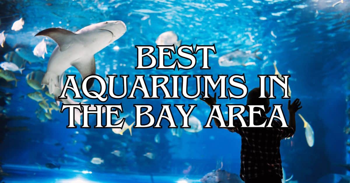 Best Aquariums in the Bay Area