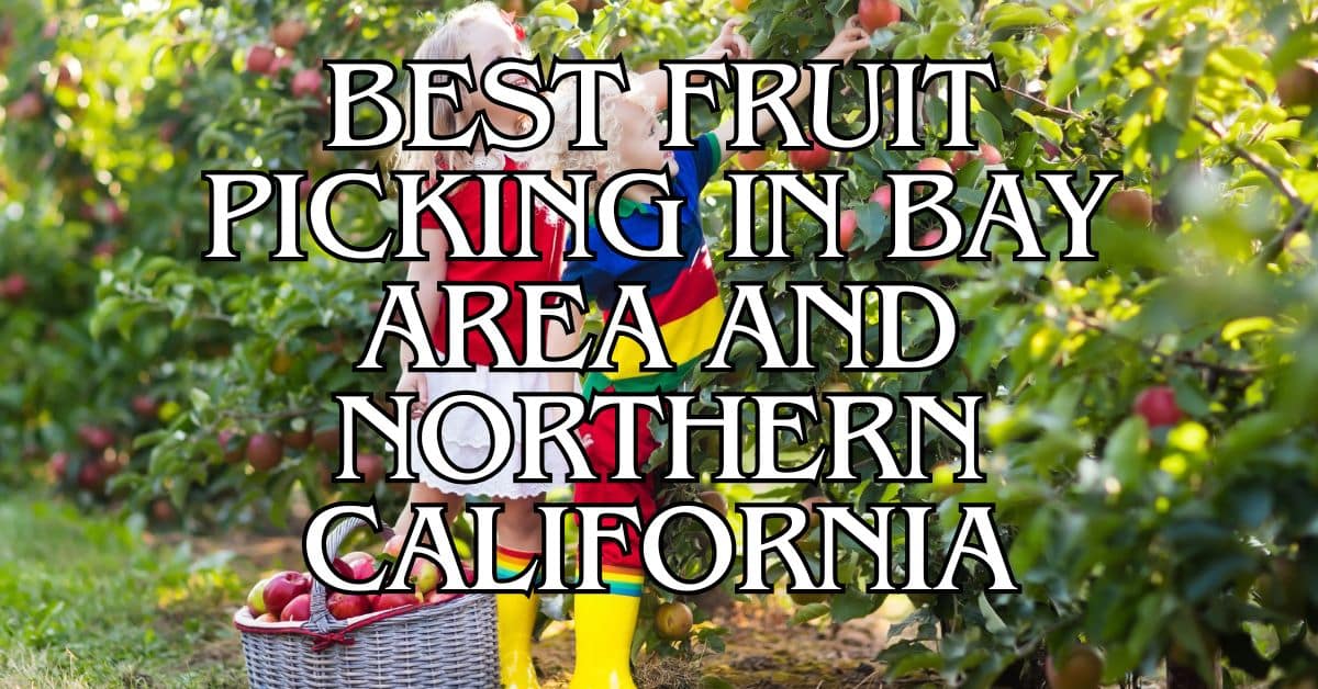 Best Fruit Picking in Bay Area and Northern California