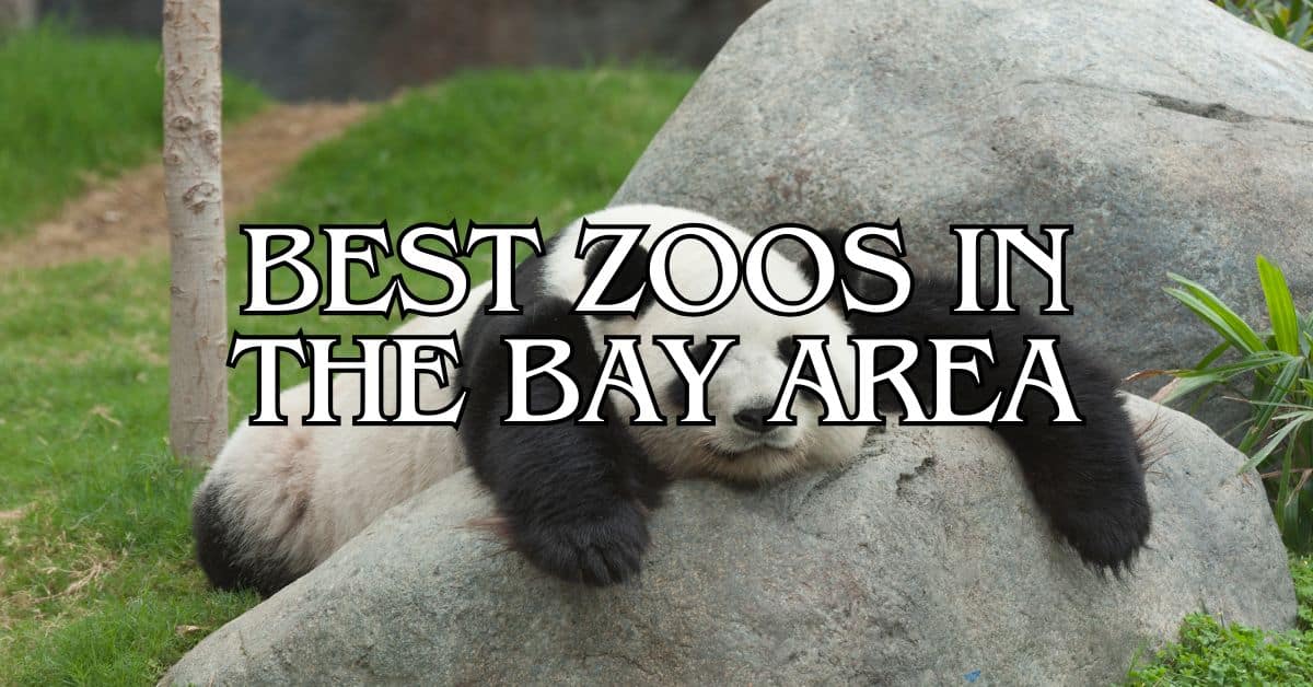 Best Zoos in the Bay Area