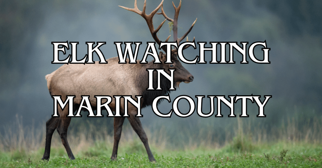 Elk Watching in Marin County