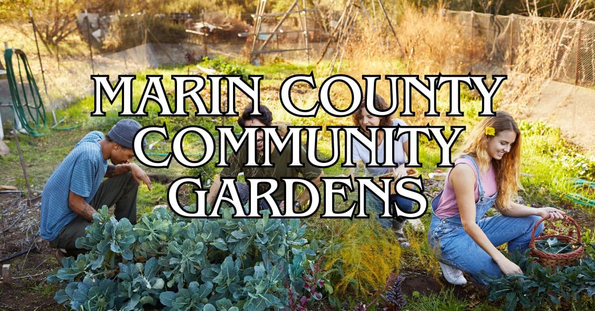 Marin County Community Gardens