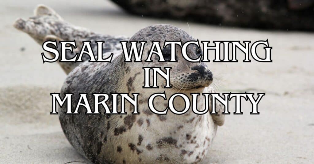 Seal Watching in Marin County