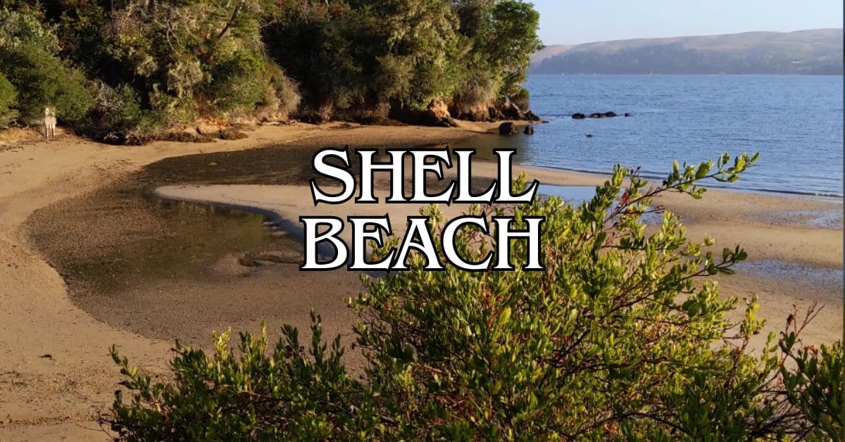 Shell Beach