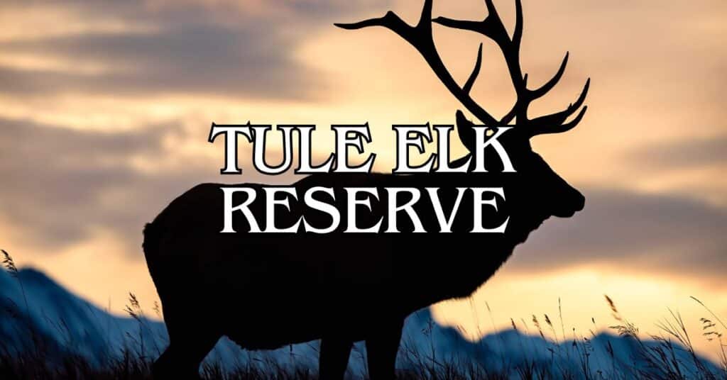 Tule Elk Reserve