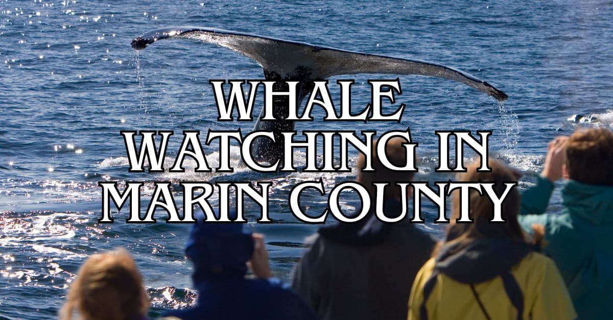 Whale Watching in Marin County